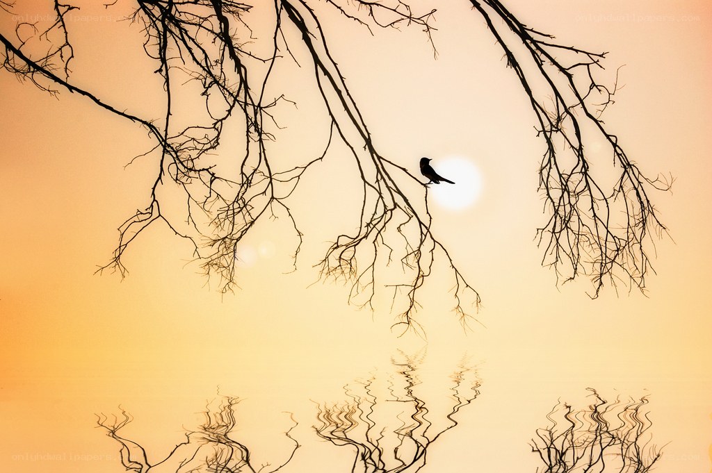 Bird on a branch at sunset