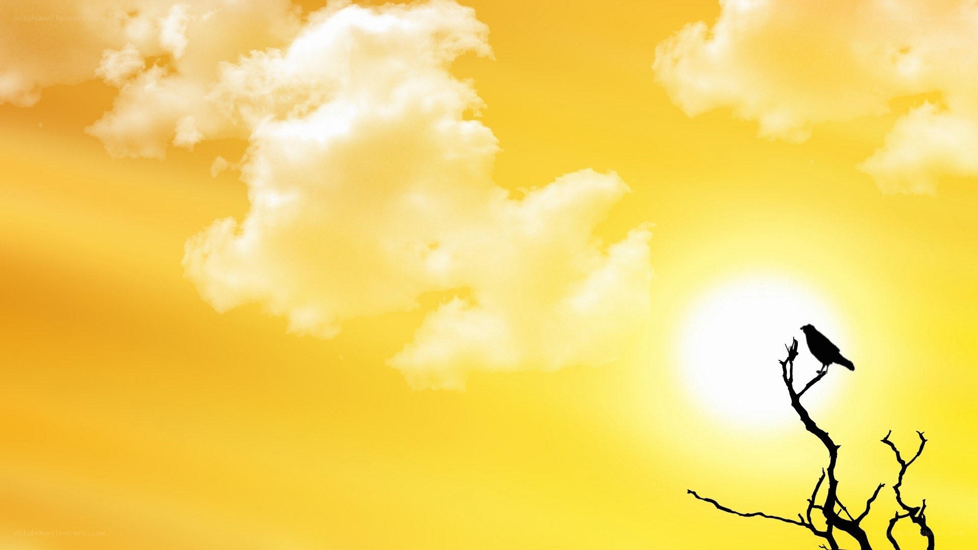 bird on a branch at sunset