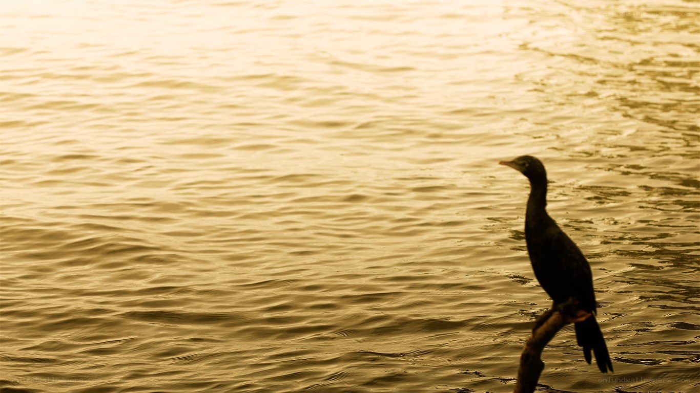 bird on a branch at sunset