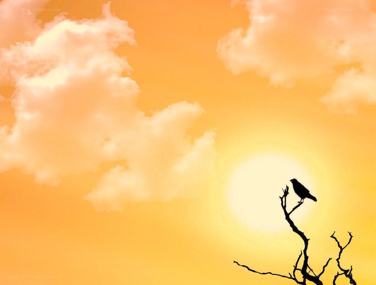 bird on a branch at sunset