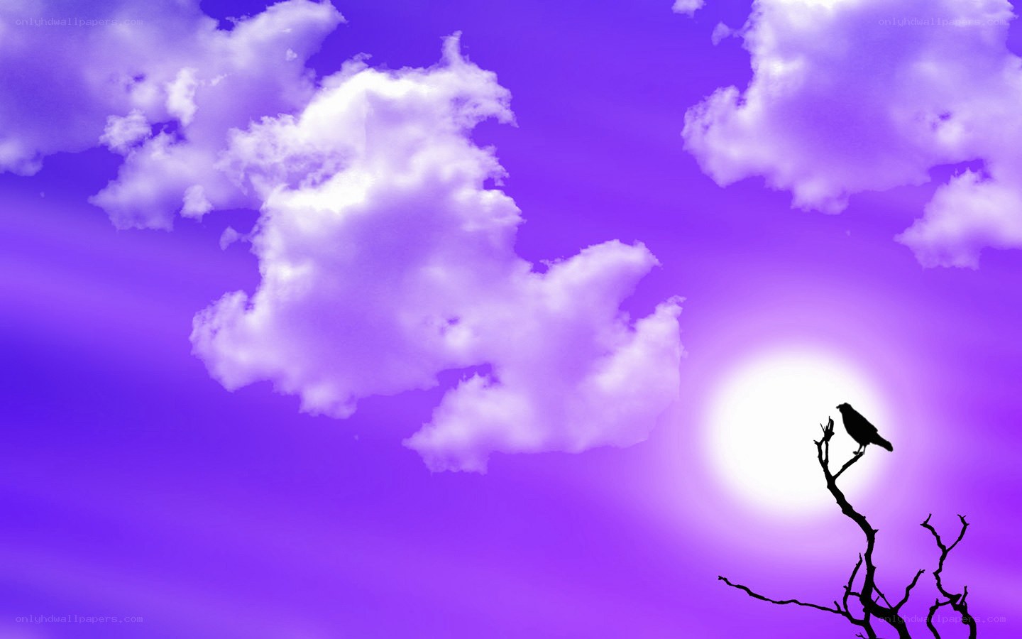 bird on a branch at sunset