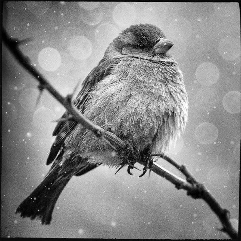 Bird on a Branch — Black, Calm