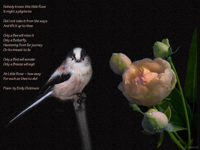Bird on a Branch — Black, Dramatic, Photograph