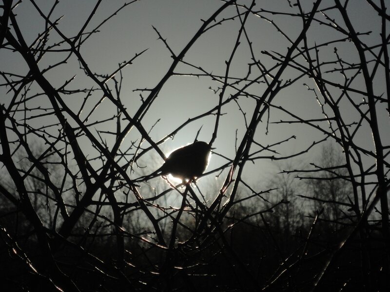 Bird on a Branch — Black, Dramatic, Sunset