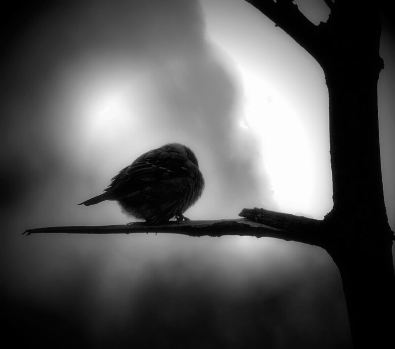 Bird on a Branch — Black, Dramatic