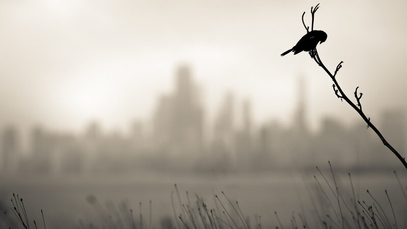 Bird on a Branch — Black, Somber