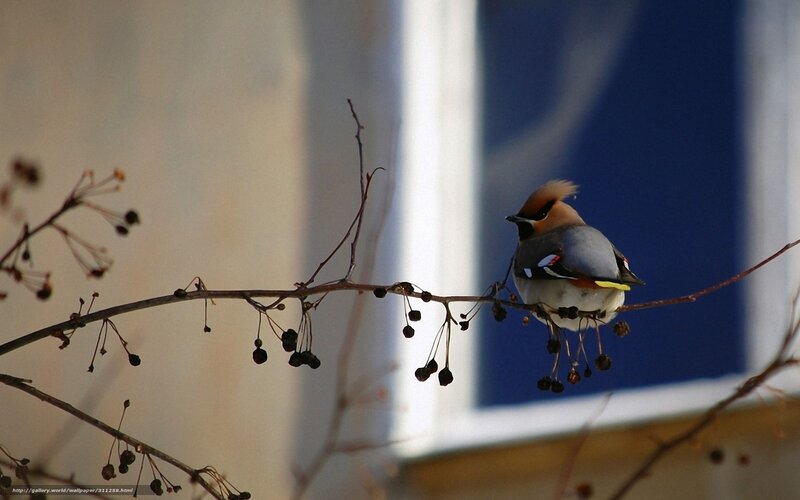 Bird on a Branch — Blue, Calm