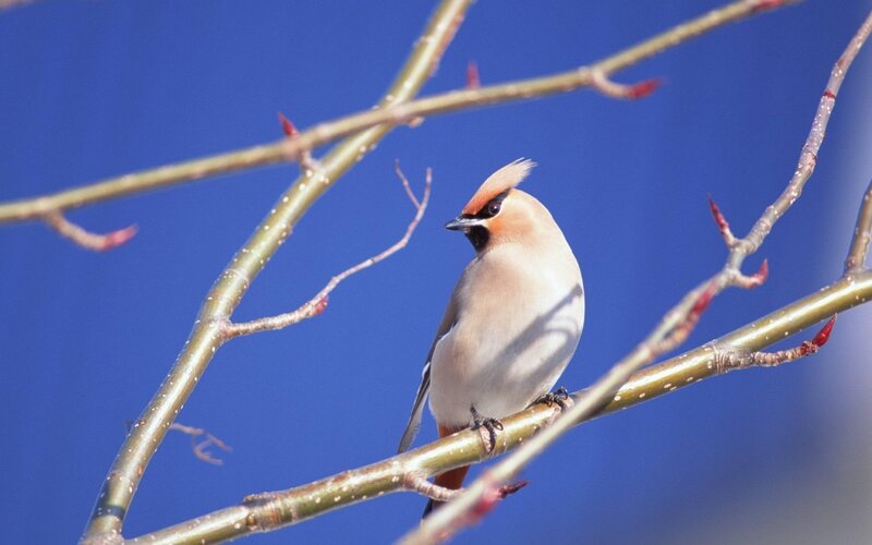 Bird on a Branch — Blue, Calm, Winter