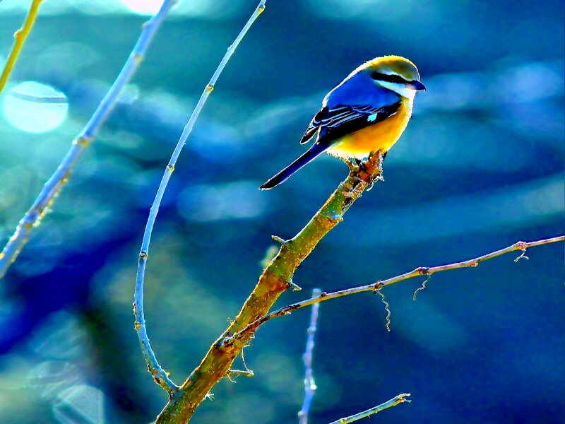 Bird on a Branch — Blue, Dramatic, Photograph