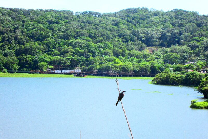 Bird on a Branch — Blue, Serene, Afternoon