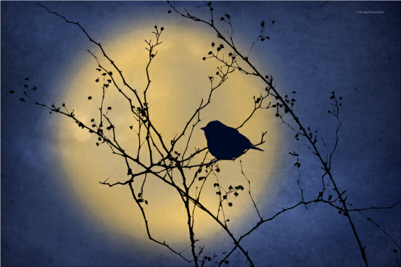 Bird on a Branch — Blue, Serene, Night
