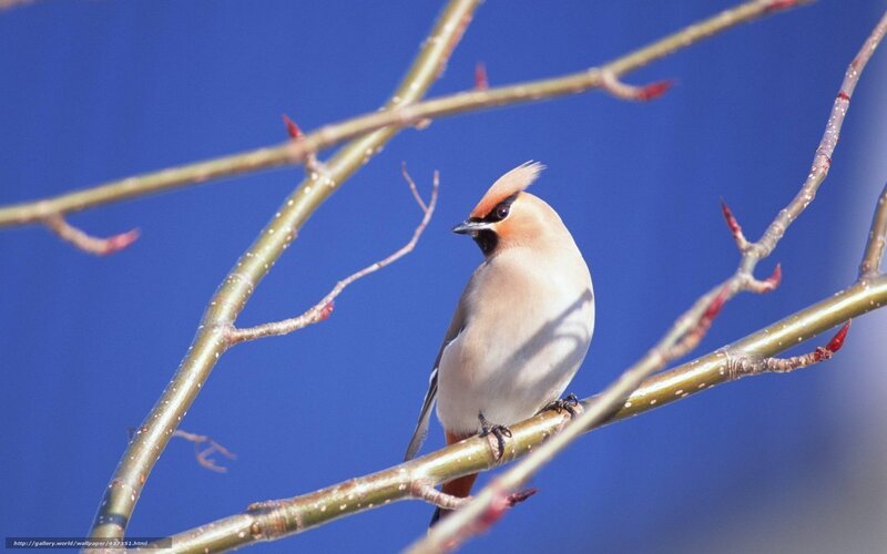 Bird on a Branch — Blue, Serene, Spring, Photograph