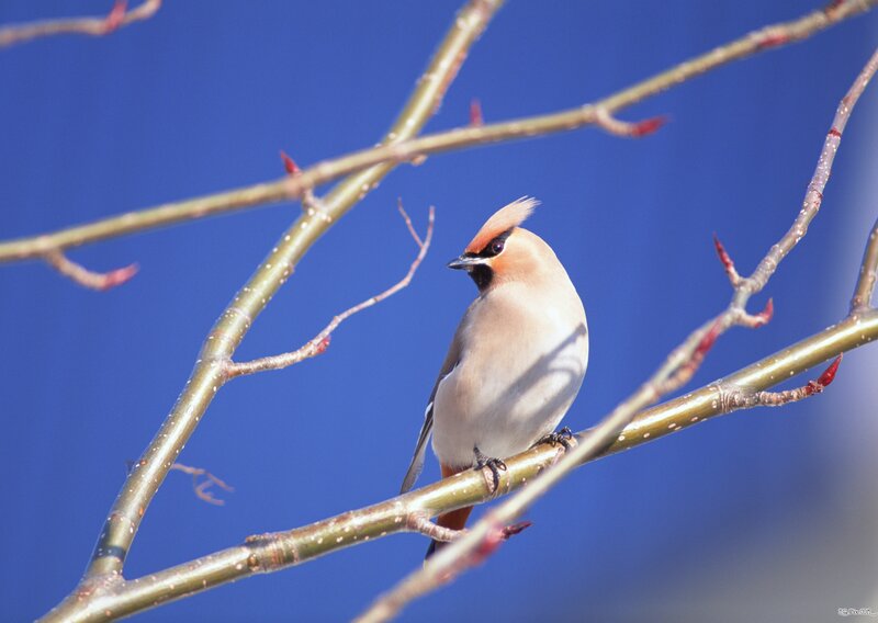 Bird on a Branch — Blue, Serene, Spring