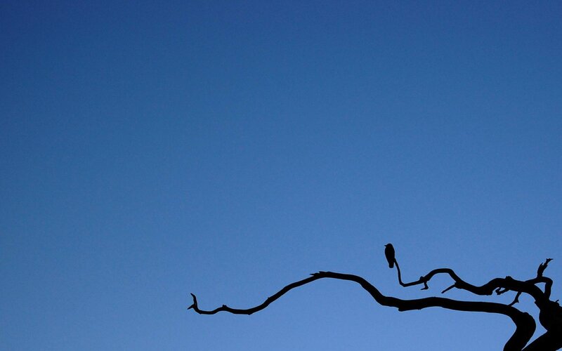 Bird on a Branch — Blue, Serene