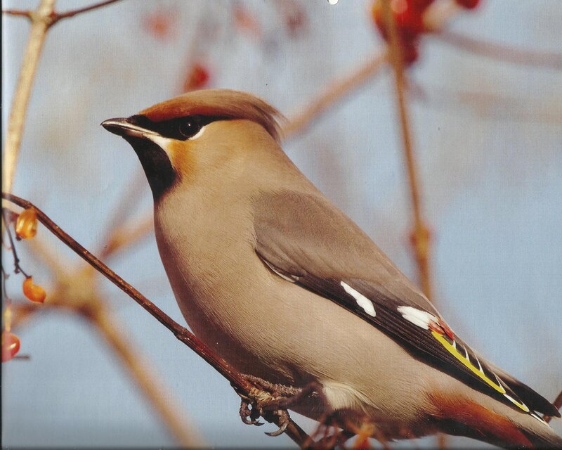 Bird on a Branch — Brown, Calm, Autumn