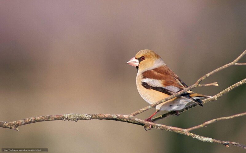 Bird on a Branch — Brown, Calm, Morning