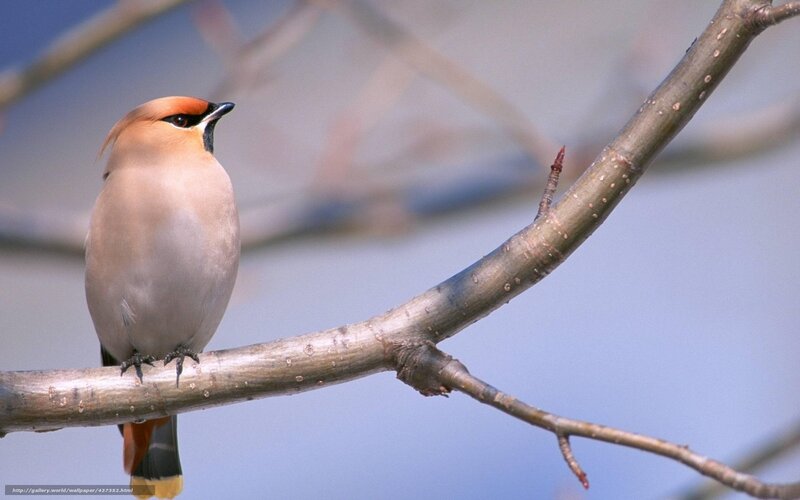 Bird on a Branch — Brown, Calm, Spring