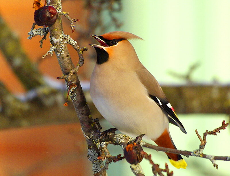 Bird on a Branch — Brown, Calm