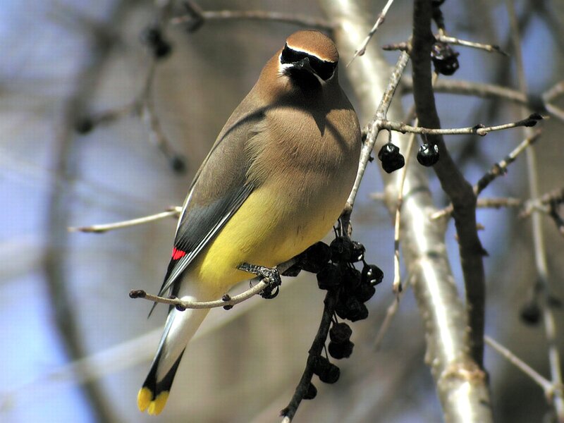 Bird on a Branch — Brown, Calm, Winter