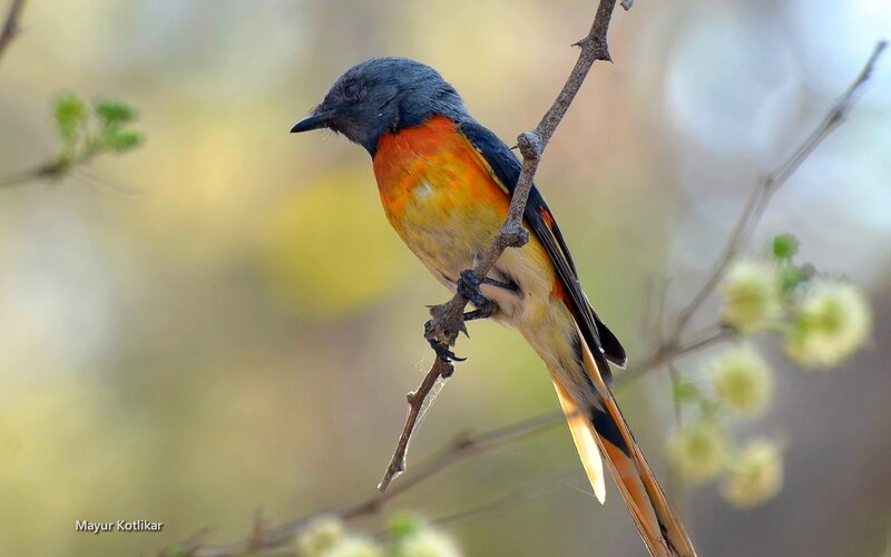 Bird on a Branch — Gray, Calm, Morning