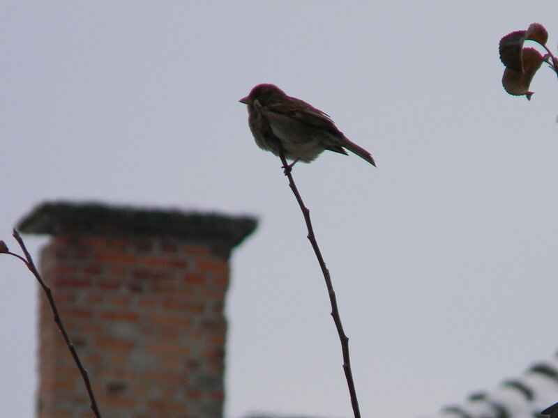 Bird on a Branch — Gray, Calm, Photograph