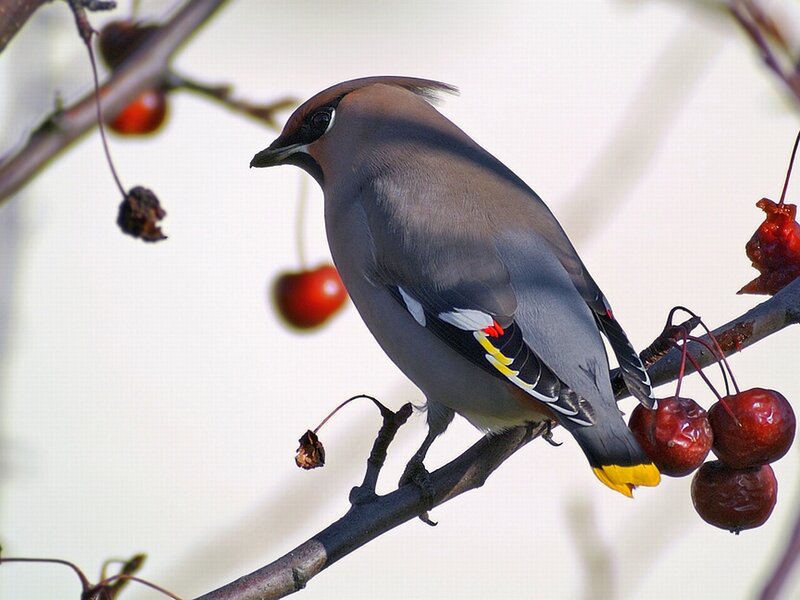 Bird on a Branch — Gray, Calm