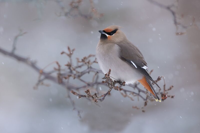 Bird on a Branch — Gray, Calm, Winter