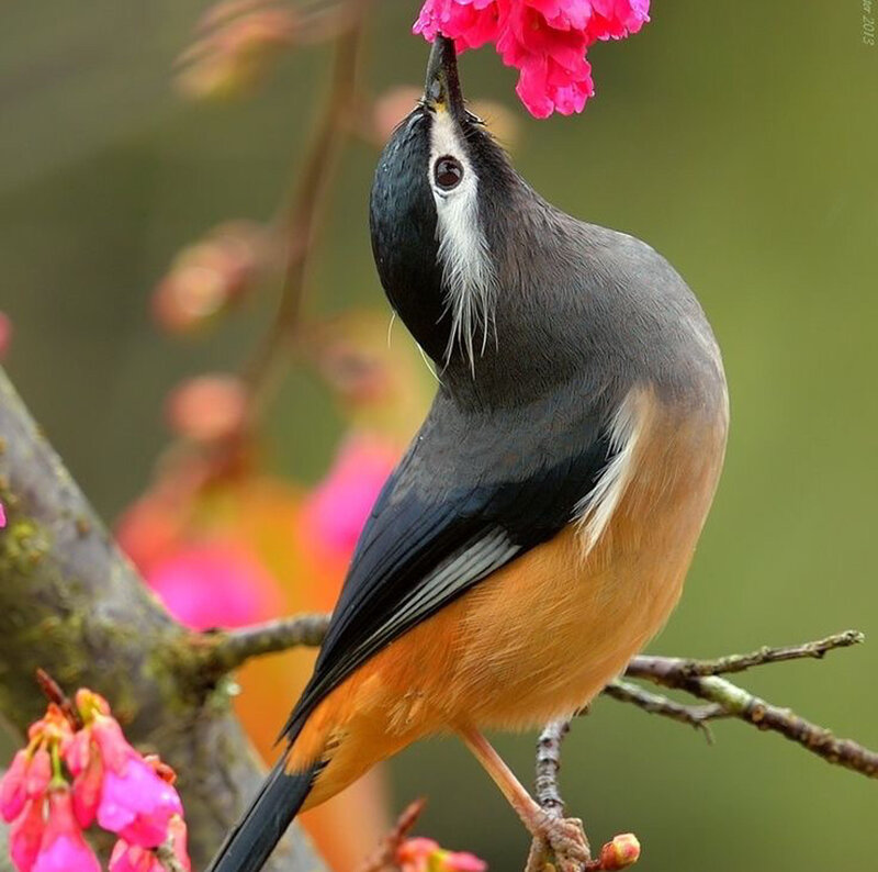 Bird on a Branch — Gray, Serene