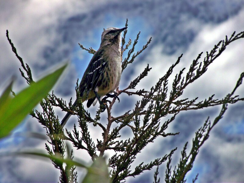 Bird on a Branch — Green, Calm, Photograph