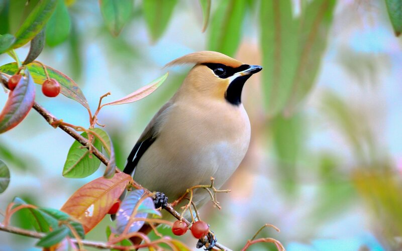 Bird on a Branch — Green, Calm, Spring, Photograph