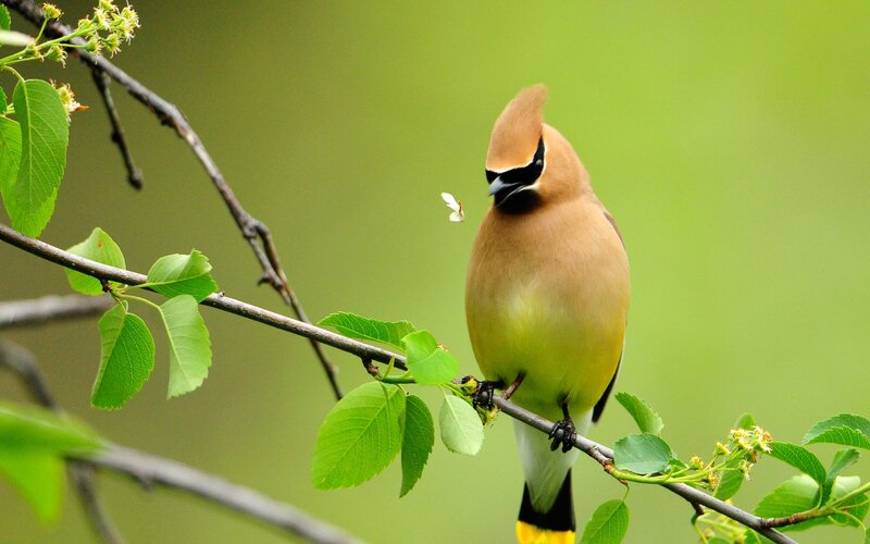 Bird on a Branch — Green, Calm, Spring