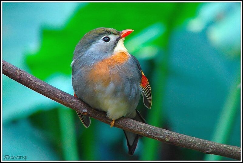 Bird on a Branch — Green, Calm