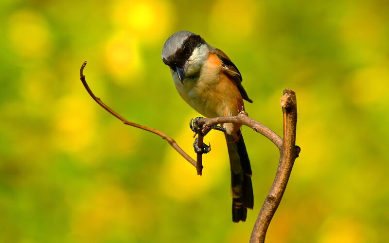 Bird on a Branch — Green, Serene, Afternoon, Photograph, Green Background