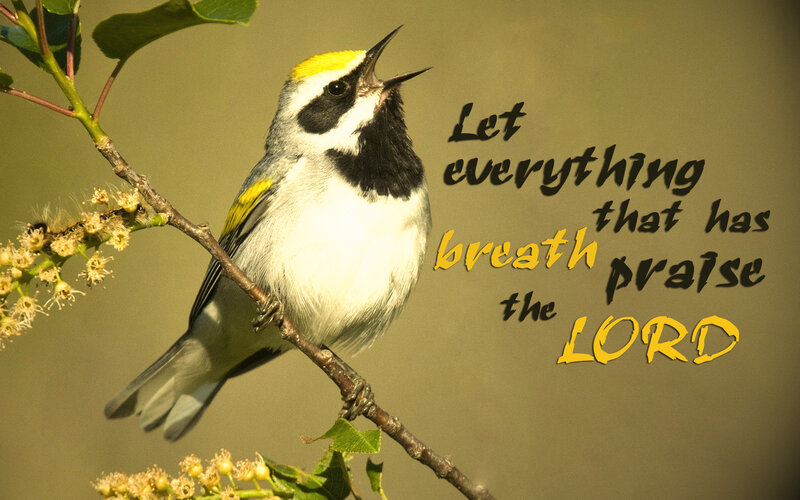 Bird on a Branch — Green, Serene, Morning