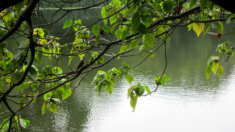 Bird on a Branch — Green, Serene, Photograph