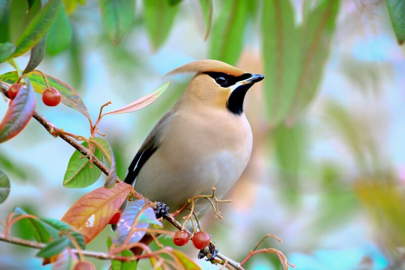 Bird on a Branch — Green, Serene, Spring, Photograph, Berries
