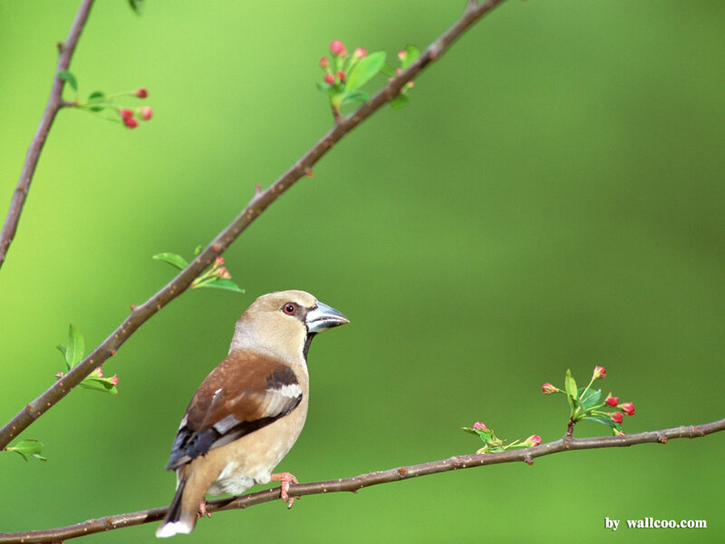 Bird on a Branch — Green, Serene, Spring, Photograph