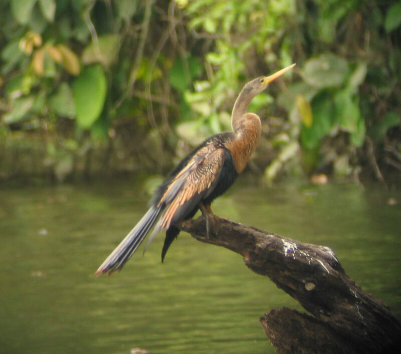 Bird on a Branch — Green