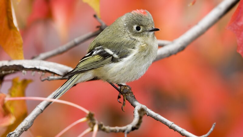 bird on a branch in autumn