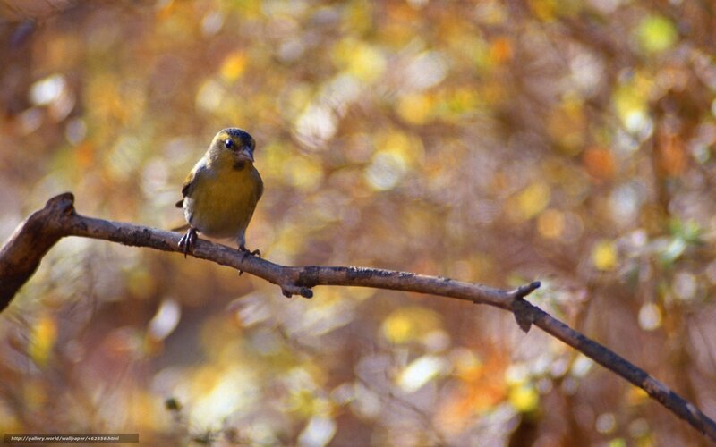 Bird on a branch in autumn