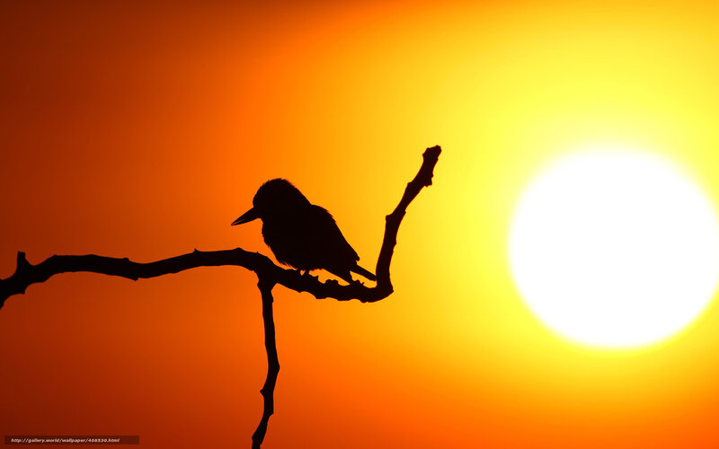 Bird on a Branch — Orange, Serene, Sunset