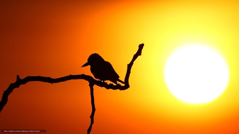 Bird on a Branch — Orange, Serene