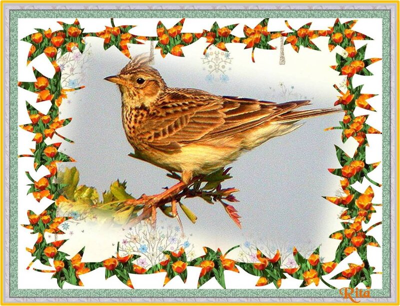 Bird on a Branch — Orange