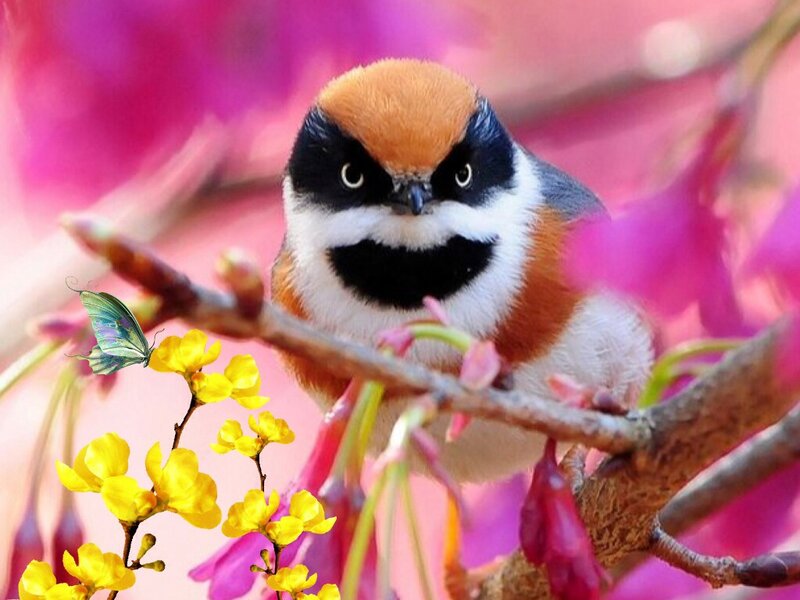 Bird on a Branch — Pink