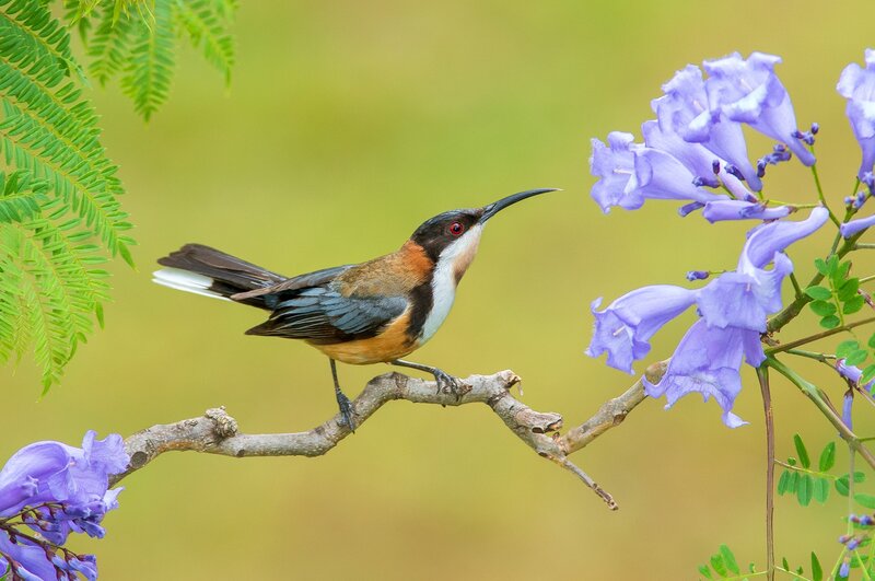 Bird on a Branch — Purple, Serene, Afternoon