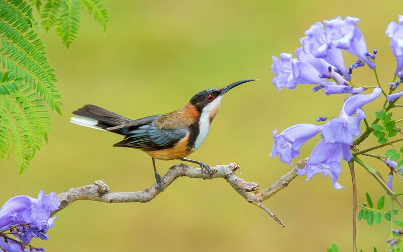 Bird on a Branch — Purple, Serene