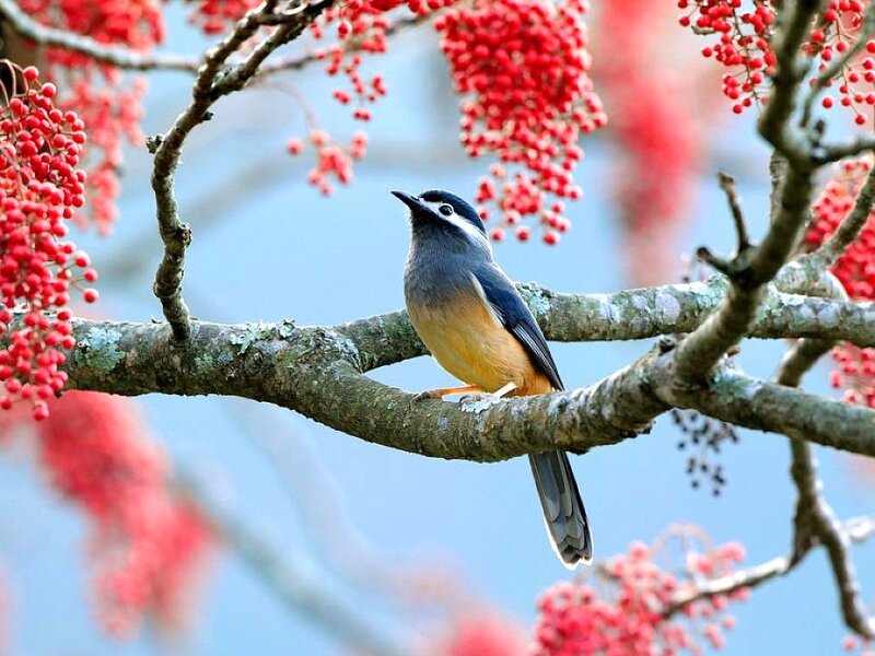 Bird on a Branch — Red