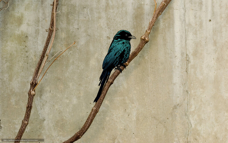 bird on a branch