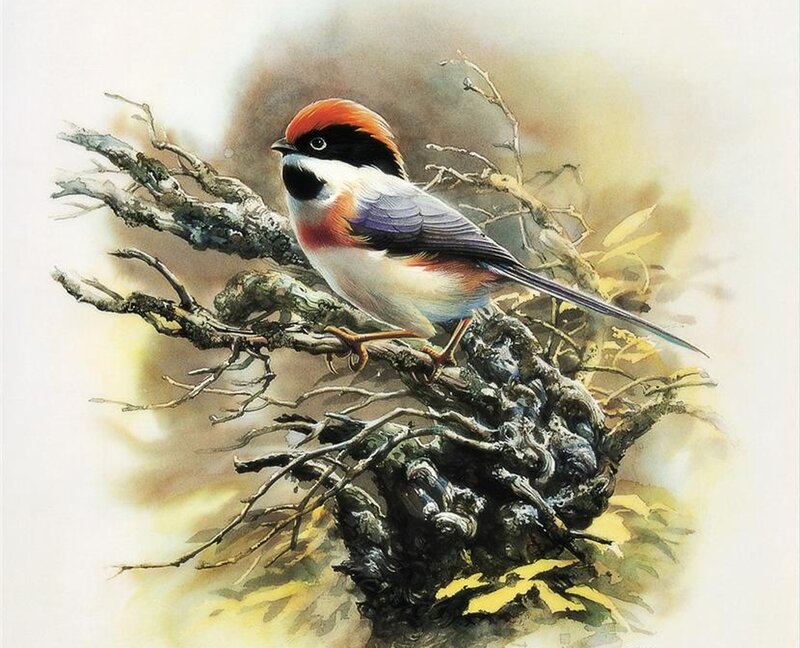 Bird on a Branch — White, Serene, Autumn