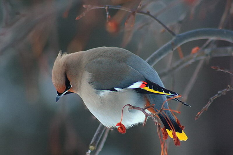 bird on a branch with berries